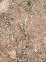 Ledebouria