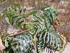 Melianthus major
