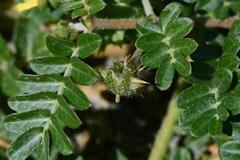 Tribulus taiwanense