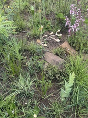 Helichrysum miconiifolium