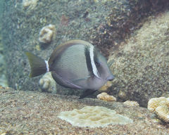 Acanthurus leucopareius