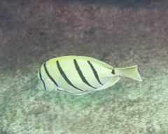 Acanthurus triostegus