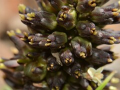 Haemodorum brevicaule