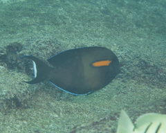 Acanthurus olivaceus