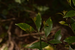 Cryptocarya meisneriana