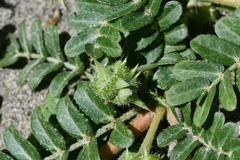Tribulus taiwanense