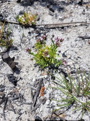 Lobelia jasionoides
