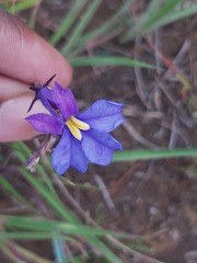 Monopsis decipiens