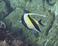 Zanclus cornutus