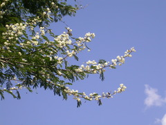 Vachellia gerrardii