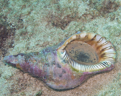 Charonia tritonis