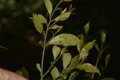 Cryptocarya meisneriana