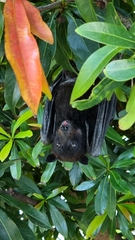 Pteropus alecto