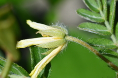 Tribulus taiwanense
