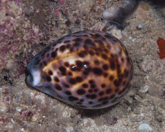Cypraea tigris