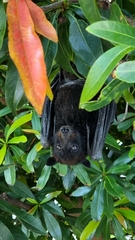 Pteropus alecto