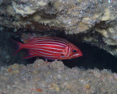 Sargocentron diadema