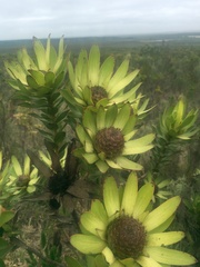 Leucadendron elimense elimense
