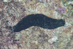 Holothuria atra