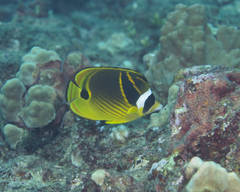 Chaetodon lunula