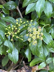 Hedera rhombea