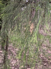 Exocarpos cupressiformis