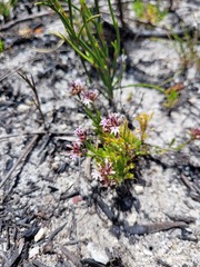 Lobelia jasionoides
