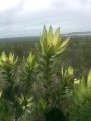 Leucadendron elimense elimense