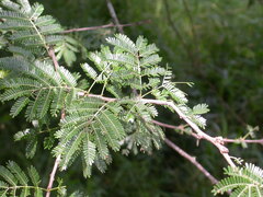 Vachellia gerrardii