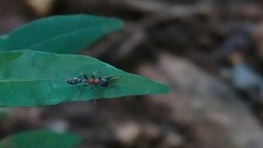 Tetraponera rufonigra