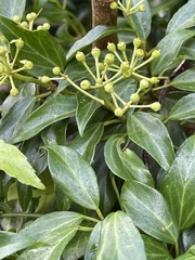 Hedera rhombea