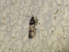 Walshia miscecolorella