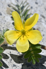 Tribulus taiwanense
