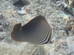 Chaetodon baronessa