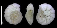 Lamellodiscorbis dimidiatus