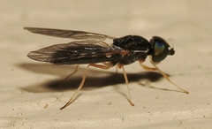 Sargus decorus