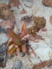 Crassula nudicaulis