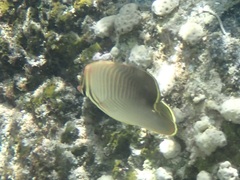 Chaetodon baronessa