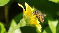 Apis cerana indica