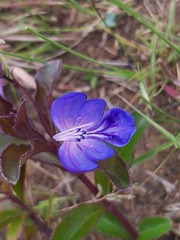 Rotheca hirsuta