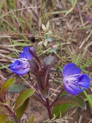 Rotheca hirsuta