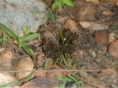 Haemodorum brevicaule