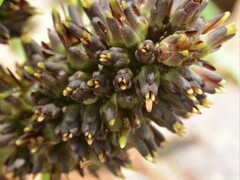 Haemodorum brevicaule