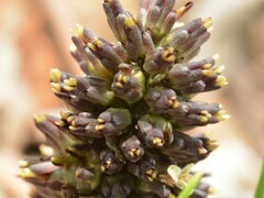 Haemodorum brevicaule