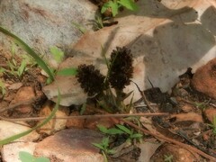 Haemodorum brevicaule