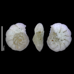 Lamellodiscorbis dimidiatus