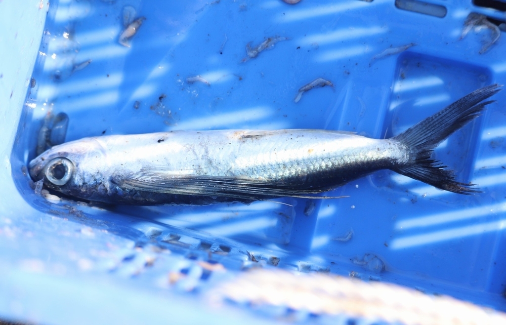 Intermediate Flyingfish