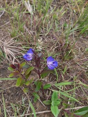 Rotheca hirsuta