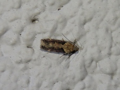 Chionodes mediofuscella