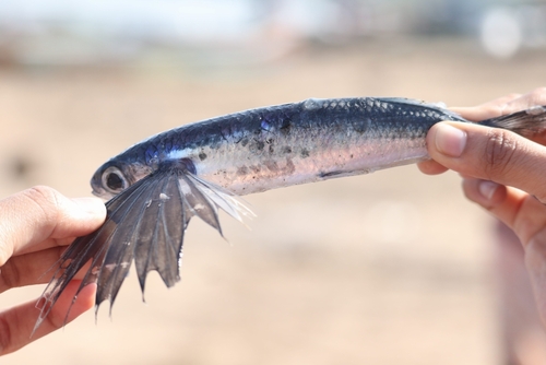 Intermediate flyingfish (Cheilopogon intermedius) — Exocoetidae — 5